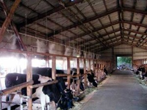 Применение системы туманообразования в животноводстве