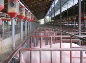 Создание благоприятного климата на животноводческих фермах