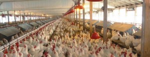 Система искусственного тумана в птицеводстве
